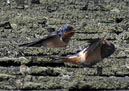 swallows_03