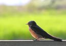 swallows_15