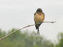 swallows_18
