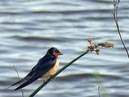swallows_20