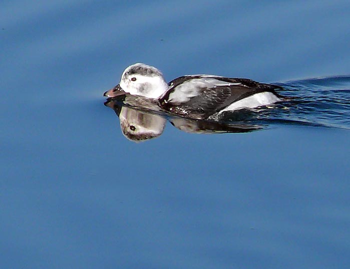 long_tailed_06